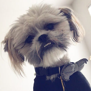 Meet your Posher, Marge